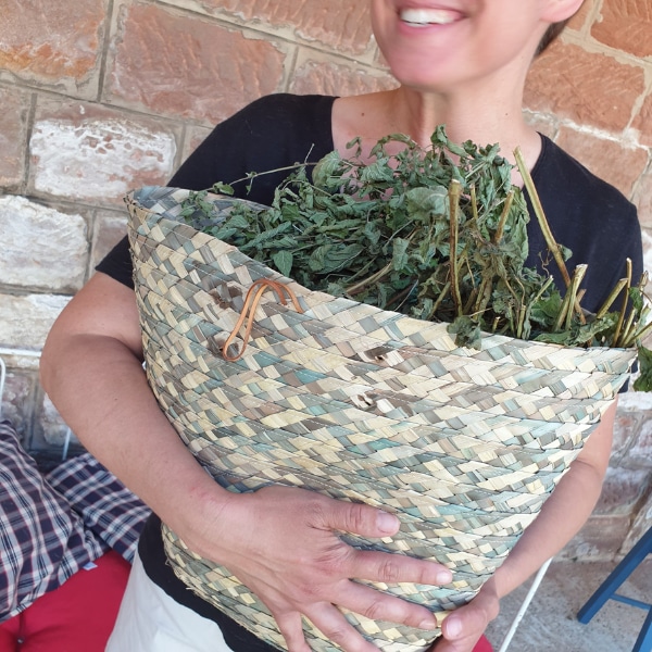 Mélisse en feuille séchée dans un panier